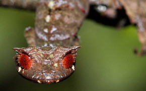 Satanic Leaf Tailed Gecko Widescreen Wallpapers 78956