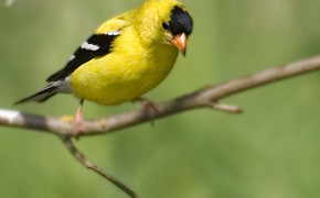 American Goldfinch Background Wallpapers 73644