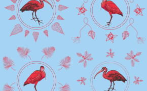 Scarlet Ibis HD Desktop Wallpaper 78964