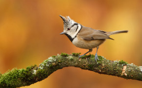 Titmouse Background HD Wallpapers 80649
