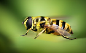 Hoverfly HD Wallpapers 76842
