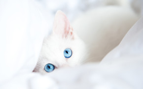 White Baby Cat Widescreen Wallpapers 08156