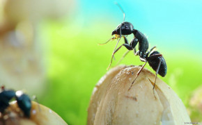 Ant HD Background Wallpaper 73865