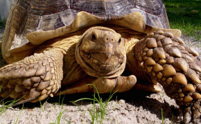Cute Tortoise Images 07785