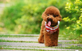 Cute Poodle Wallpaper 2560x1440 81095