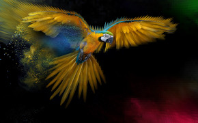 Military Macaw Wallpaper 5120x2880 81301