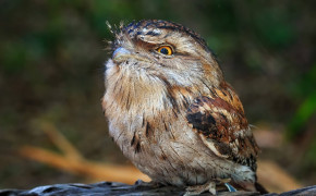 Tawny Frogmouth HD Background Wallpaper 80491