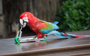 Red And Green Macaw Best HD Wallpaper 78249