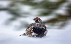 Grouse Widescreen Wallpapers 76432