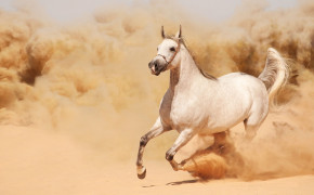Arabian Horse Wallpaper 3840x2537 82076