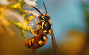 Hornet Insect Wallpaper 74398
