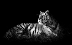 Black Tiger Desktop Wallpaper 07685