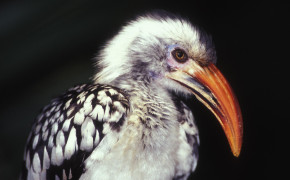 Red Billed Hornbill Background HD Wallpapers 78294