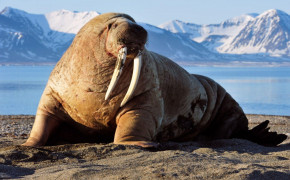 Walrus Background Wallpapers 75936