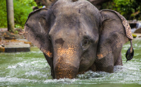Asian Elephant Background Wallpapers 74020