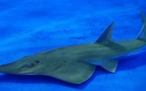 Shark Fin Guitarfish Best HD Wallpaper 79321
