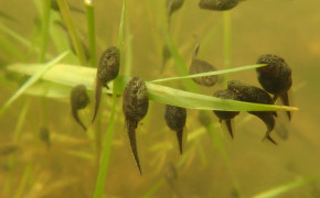 Tadpole Background HD Wallpapers 80320