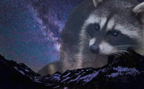 Raccoon Background Wallpapers 78003