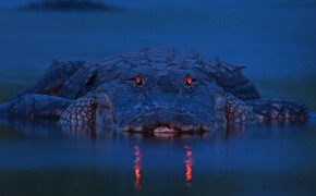 Alligator Background HD Wallpapers 73524