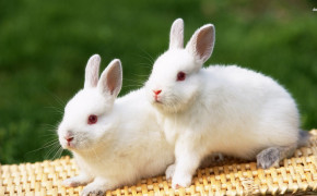 Cute White Rabbit Images 07794