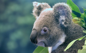 Koala Wallpapers Full HD 77419