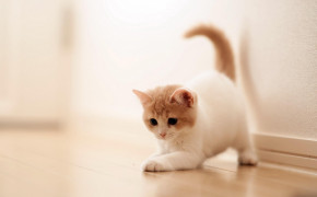 White Baby Cat 08157