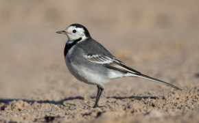 Wagtail Background HD Wallpapers 75877