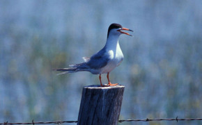 Tern Background Wallpapers 80501