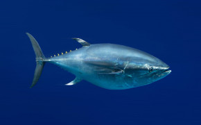 Tuna Fish Wallpaper 2400x1688 81771