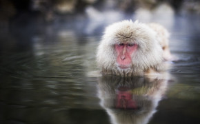 Japanese Macaque Background Wallpapers 77130