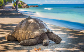 Aldabra Giant Tortoise Best HD Wallpaper 73508