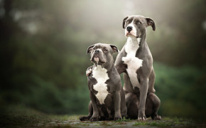 American Pit Bull Terrier Best Wallpaper 73681