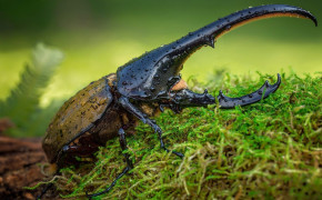 Stag Beetle Background Wallpaper 79953
