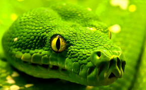 Green Viper Snake Wallpaper 1920x1200 81108