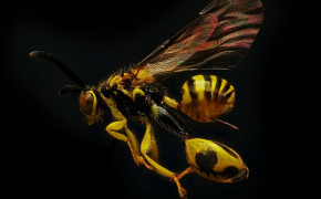Hornet Insect Wallpapers Full HD 74399