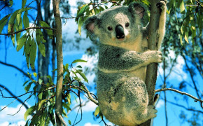 Koala Desktop Wallpaper 77410