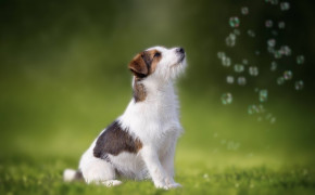 Jack Russell Terrier HD Desktop Wallpaper 77097