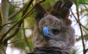 Harpy Eagle Wallpapers Full HD 76535