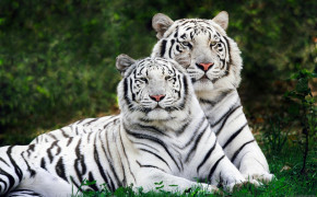 White Tiger 08199