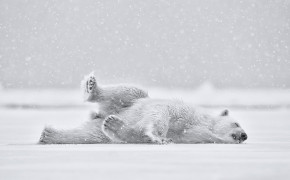 Snow Polar Bear Wallpaper 2048x1365 81688