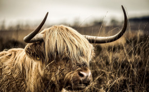 Highland Cattle Wallpaper HD 76685