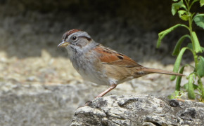 Swamp Sparrow Best HD Wallpaper 80251