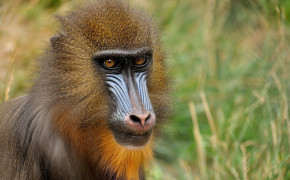 Mandrill Background HD Wallpapers 74883