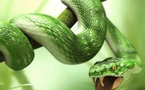 Smooth Green Snake High Definition Wallpaper 79626