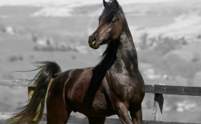 Arabian Horse HD Desktop Wallpaper 76063