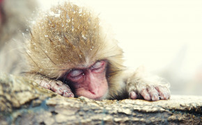 Macaque HQ Background Wallpaper 74653