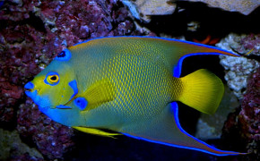 Angelfish Background HD Wallpapers 73789