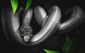 Snake Background Wallpapers 79650
