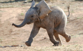 Baby Elephant Pics 07586