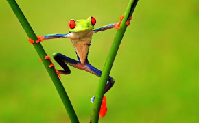 Red Eyed Tree Frog HD Wallpapers 78183